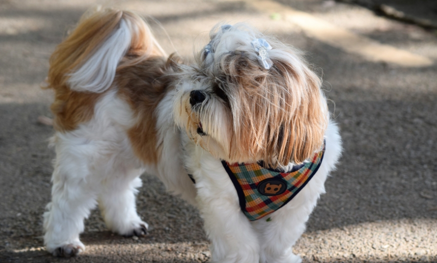 Ein braun weißer Havaneser steht auf der Straße