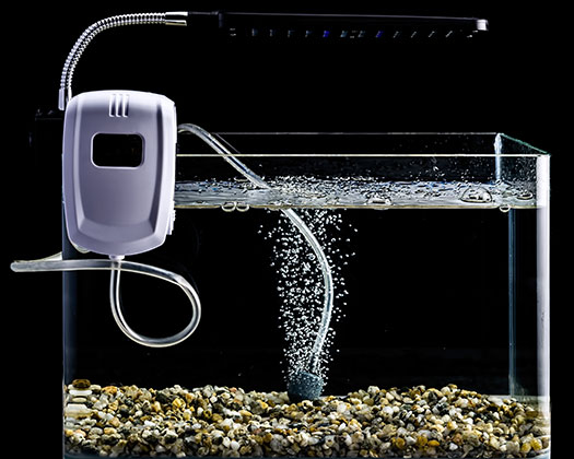 Ein Aquarium mit Kiesboden, in dem Blasen aus einem Sprudelstein aufsteigen, verbunden mit einem externen Luftpumpe auf der linken Seite.